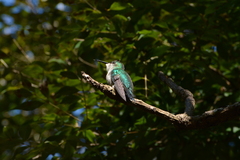 Thalurania glaucopis