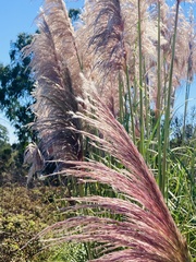 Cortaderia jubata