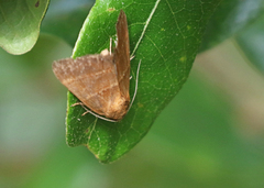 Poaphilini