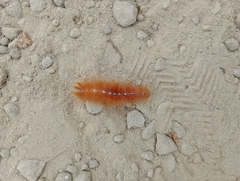 Acronicta aceris