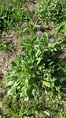 Centaurea jacea