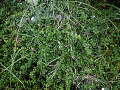 Gaultheria hispidula