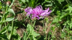 Centaurea jacea