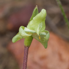 Disperis cucullata