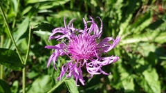Centaurea jacea