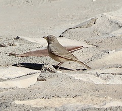 Ammomanes deserti