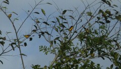 Euphonia chlorotica
