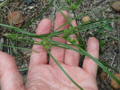 Cyperus croceus