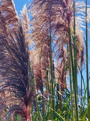 Cortaderia jubata