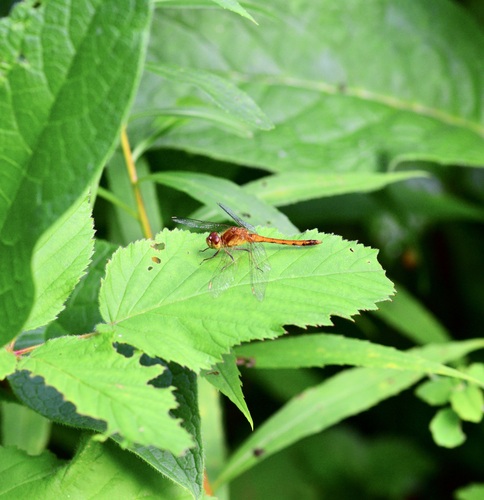 Autumn Meadowhawk photo 5
