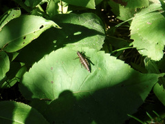 Booneacris glacialis