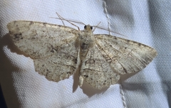 Melanolophia