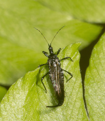 Phlaeothripinae