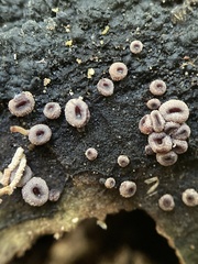 Ascocoryne sarcoides