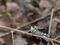 Booneacris glacialis