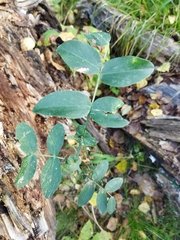Lathyrus pisiformis