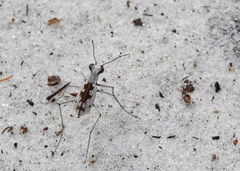 Ellipsoptera hirtilabris