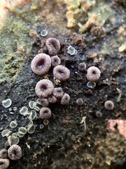 Ascocoryne sarcoides