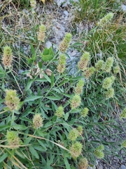 Sideritis hyssopifolia