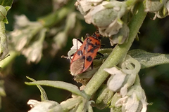Corizus hyoscyami