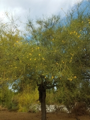 Parkinsonia florida