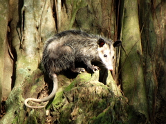 Didelphis virginiana