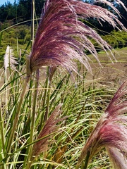 Cortaderia jubata