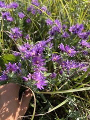Symphyotrichum sericeum