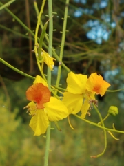 Parkinsonia florida
