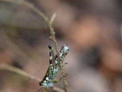 Booneacris glacialis