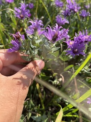 Symphyotrichum sericeum