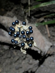 Allium tricoccum
