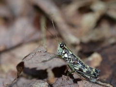 Booneacris glacialis