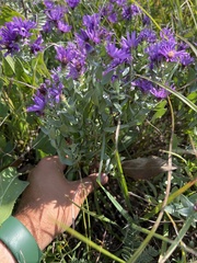 Symphyotrichum sericeum