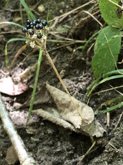 Allium tricoccum