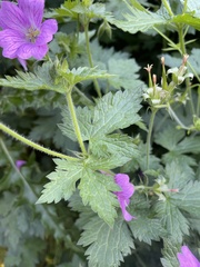 Geranium