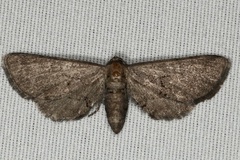 Exelis pyrolaria