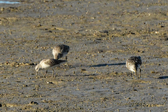Calidris tenuirostris