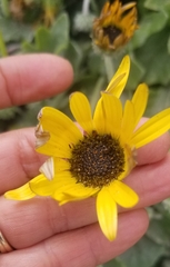 Arctotheca calendula