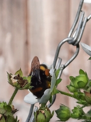 Bombus terrestris