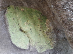 Lecanoromycetes