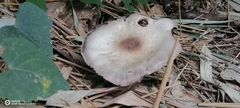 Agaricus placomyces