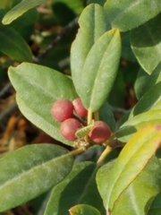 Frangula californica