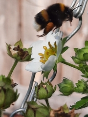 Bombus terrestris