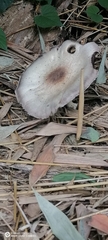 Agaricus placomyces