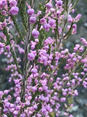 Erica selaginifolia