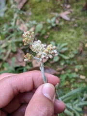 Helichrysum luteoalbum