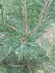 Pinus sylvestris