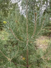 Pinus sylvestris