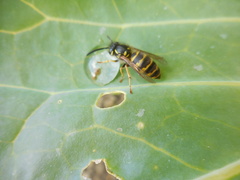Vespula vulgaris